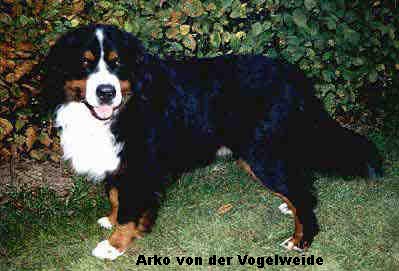 Arko_von_der_Vogelweide_web
