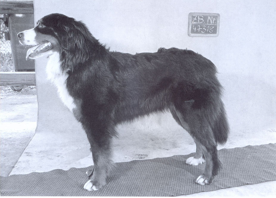 Ursa-von-der-Vogelweide